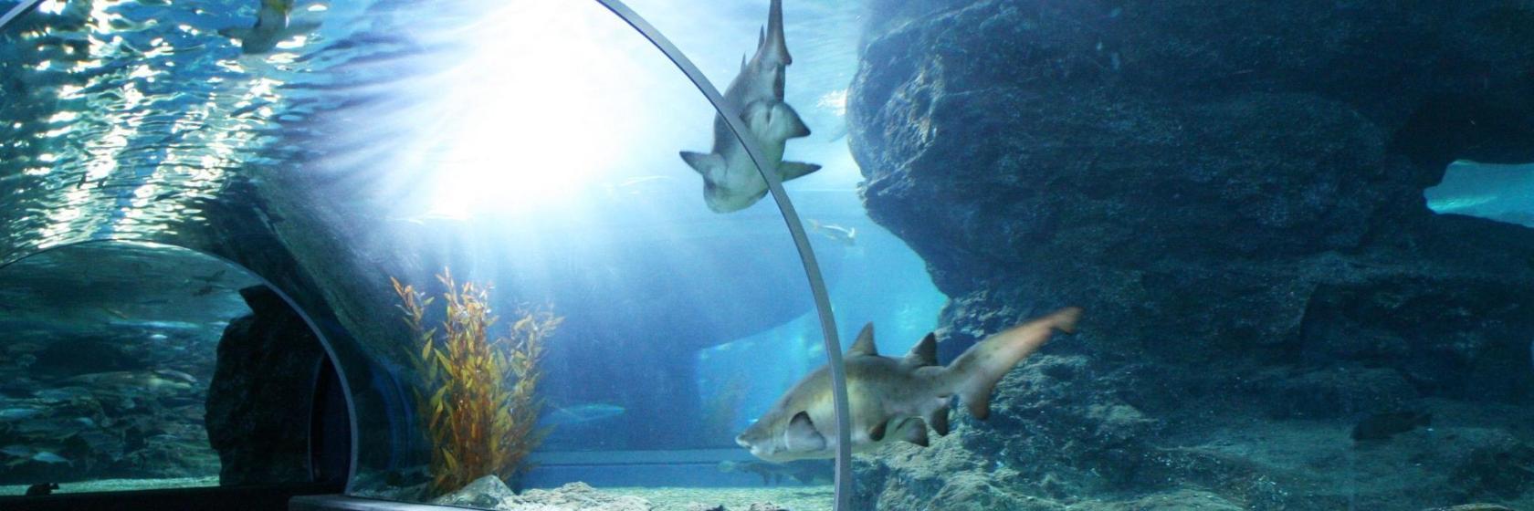 Sea Life Bangkok Ocean World